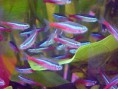 neon cardenal